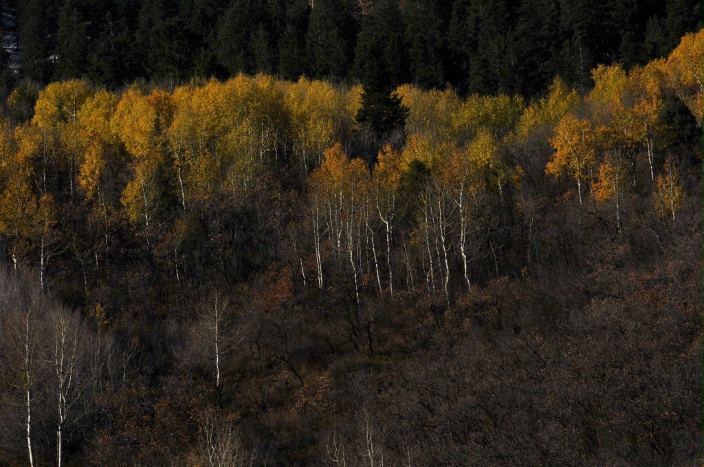 aspen